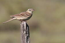 Pipit rousseline