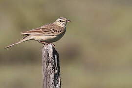 Tawny Pipit