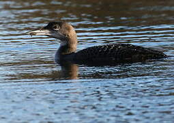 Common Loon