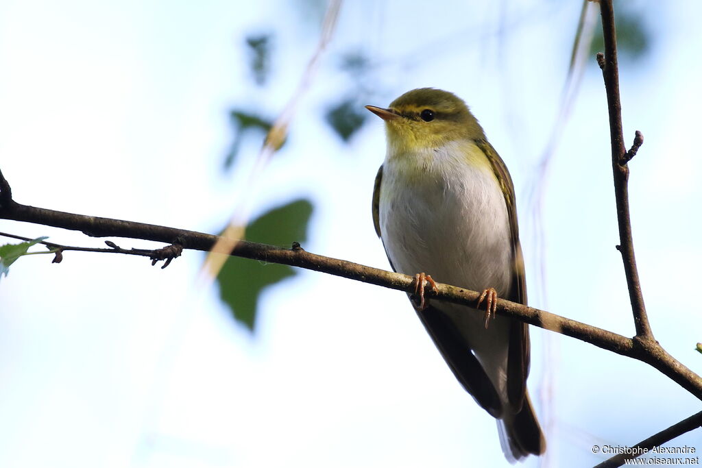 Pouillot siffleuradulte