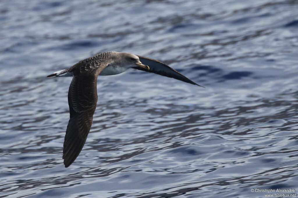 Cory's Shearwateradult