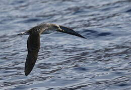 Cory's Shearwater