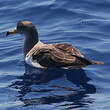 Puffin de Scopoli