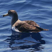 Puffin de Scopoli