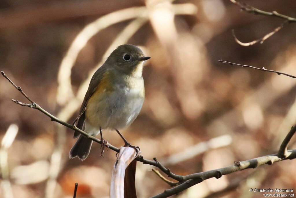 Robin à flancs roux1ère année