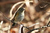 Robin à flancs roux