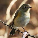 Robin à flancs roux