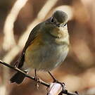 Robin à flancs roux