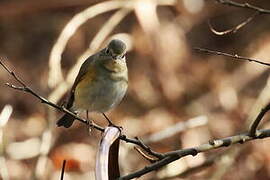 Red-flanked Bluetail