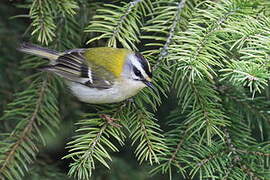 Common Firecrest