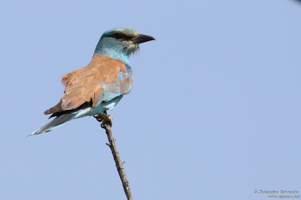 European Rolleradult