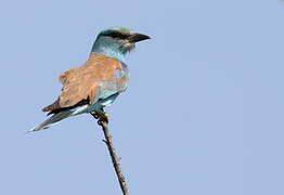 European Roller