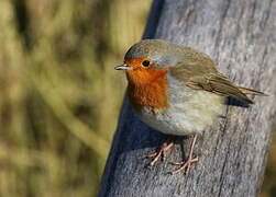 European Robin