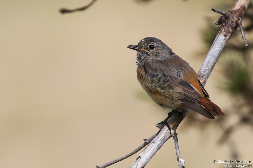 Common RedstartFirst year