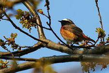 Rougequeue à front blanc