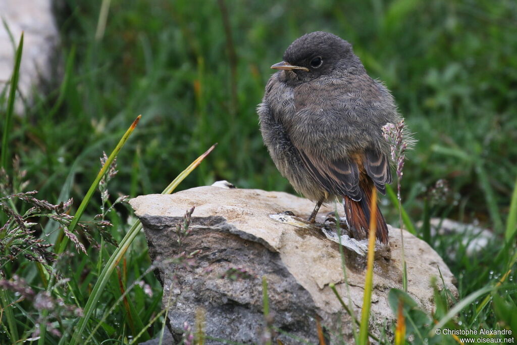 Black Redstartjuvenile