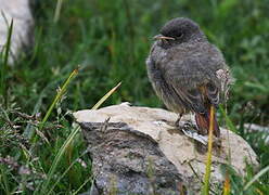 Black Redstart