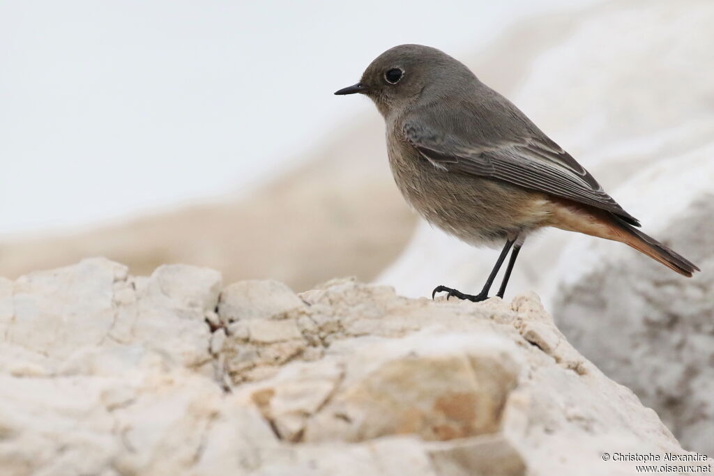 Black RedstartFirst year