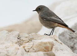 Black Redstart