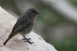 Black Redstart