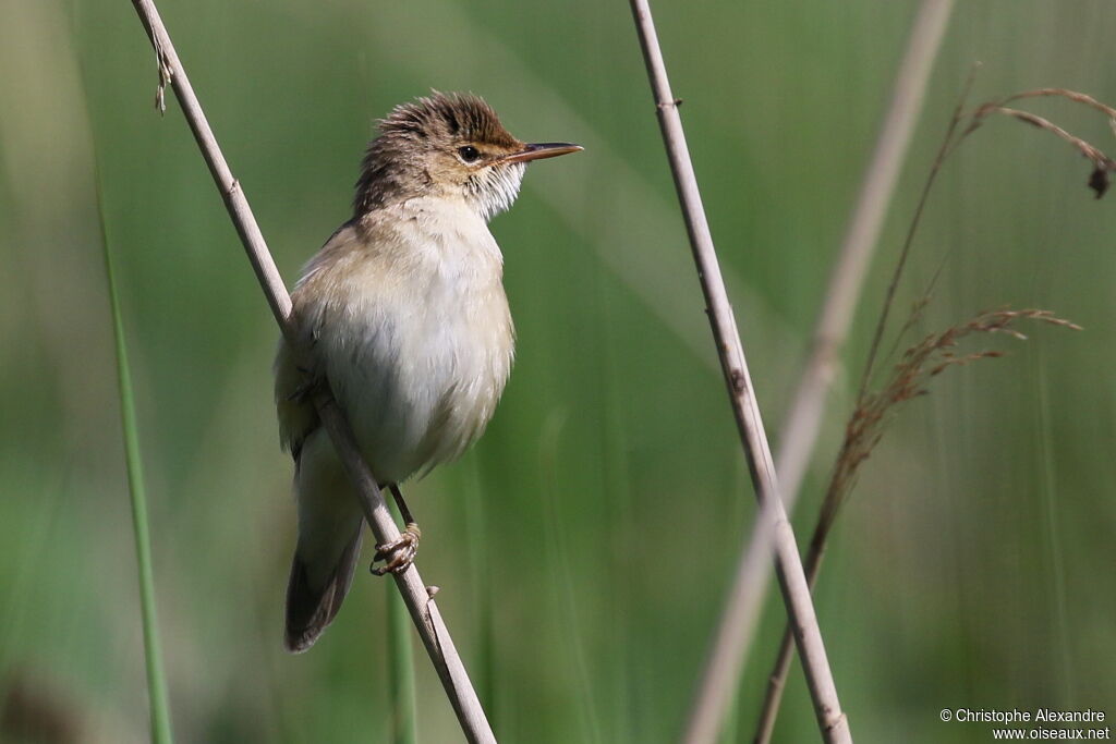 Common Reed Warbleradult