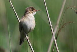 Common Reed Warbler