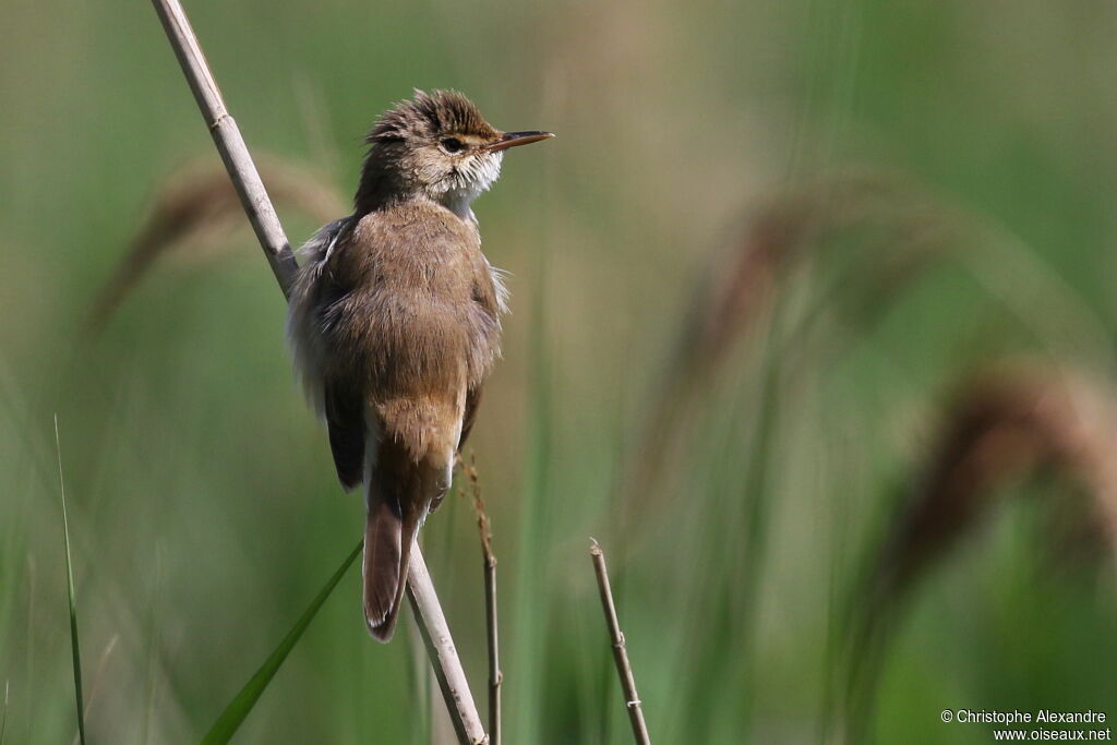 Common Reed Warbleradult