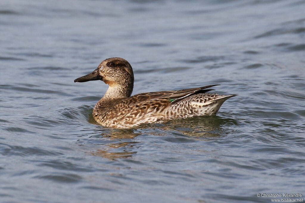 Eurasian Teal female