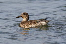 Eurasian Teal