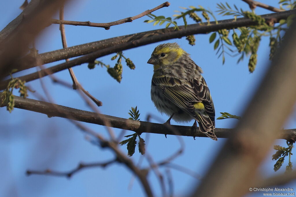 Serin cini