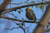Serin cini