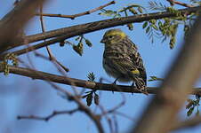 Serin cini