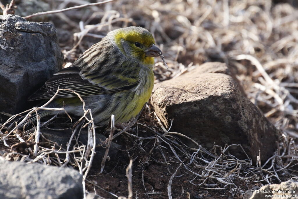 Atlantic Canaryadult