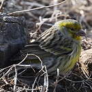 Serin des Canaries