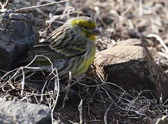 Atlantic Canary