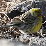 Serin des Canaries