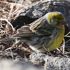 Serin des Canaries