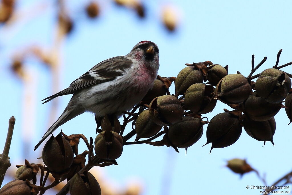 Sizerin flammé mâle adulte internuptial