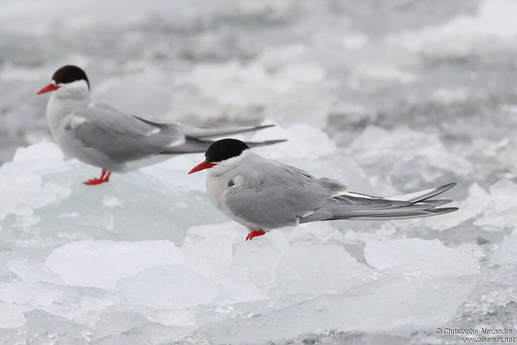 Arctic Ternadult