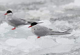 Arctic Tern