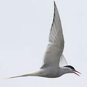 Sterne arctique
