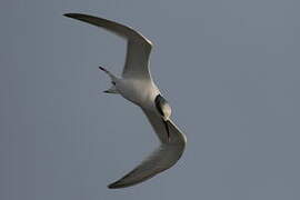 Sandwich Tern
