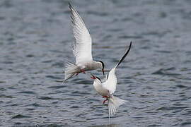 Common Tern