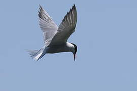 Common Tern