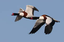 Common Shelduck