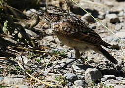 Whinchat