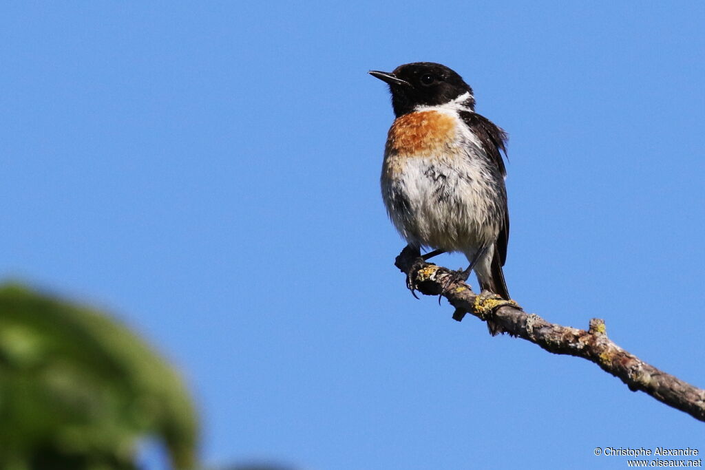 European Stonechat male adult