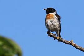 European Stonechat