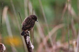 European Stonechat