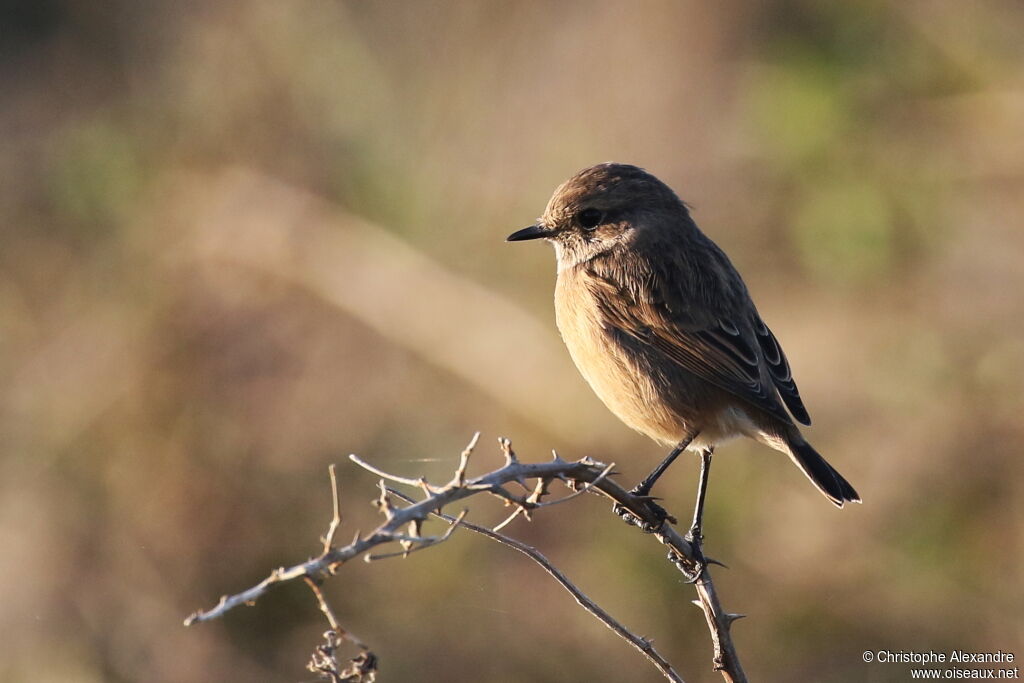 European Stonechat female adult post breeding